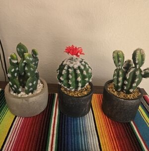 Bundle Of Cactus Decor